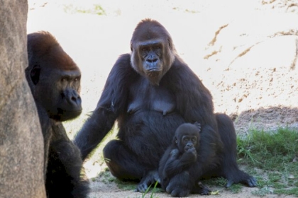مدريد.. غوريلا تهاجم عاملة جاءت لإطعامها
