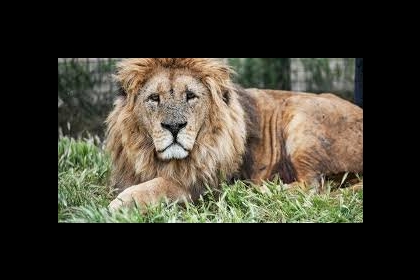 كيف ردت إدارة مدينة أصداء على حادث وفاة الطفل قطيط؟