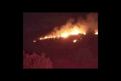 جنين: حريق يأتي على 50 شجرة زيتون