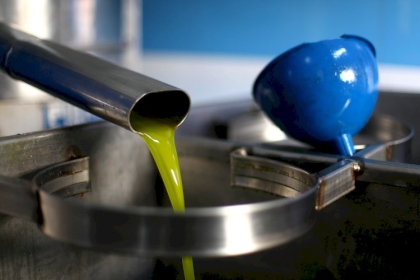 #صور بدء عمل معاصر زيت الزيتون في قطاع غزة