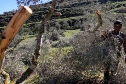 جنين: احتراق 1400 شجرة زيتون