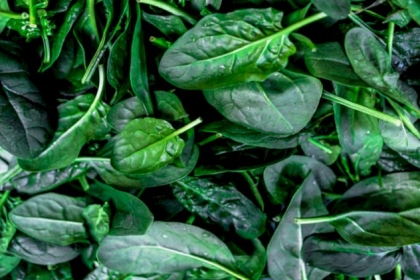 تحويل السبانخ إلى محفز للبطاريات القادرة على تشغيل السيارات الكهربائية والمعدات العسكرية!