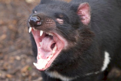 "شياطين تسمانيا" تعود إلى البر الرئيسي بعد 3000 عام... صور