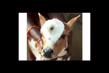 ضبط عجول مهربة من إسرائيل في الخليل