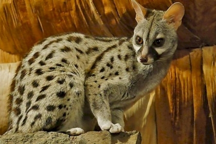 مع غياب البشر.. ظهور حيوان نادر "خجول" في الجزائر