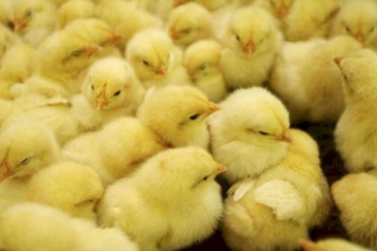 مذبحة الصيصان.. الشرطة تتدخل لإنقاذ 3 آلاف كتكوت