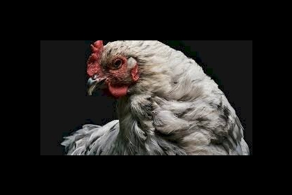 دجاجة تدافع بشجاعة عن صغارها ضد أخطر أفاعي العالم وتحقق المستحيل.. فيديو