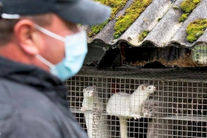 مذبحة بسبب كورونا.. إعدام 2.5 مليون حيوان في الدنمارك