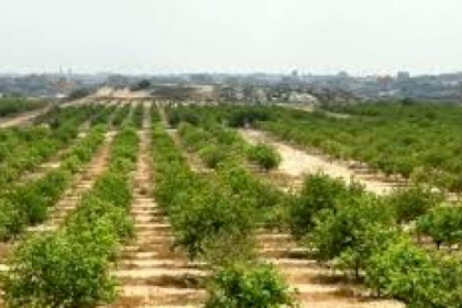 غزة: سلطة الأراضي تعلن تمديد فترة إحصاء وحصر ما يعرف بأرض المندوب