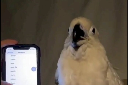 الببغاوات أبطال دوري كرة السلة... فيديو