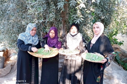 مجلس المرأة حركة فتح ساحة غزة تنظم فعالية جني ثمار الزيتون في المحافظة الوسطى