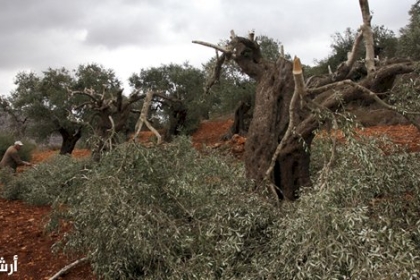جيش الاحتلال يقتلع عشرات أشجار الزيتون غرب بيت لحم