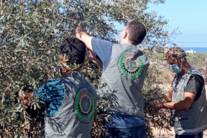 مجلس العمال بمحافظة الشمال ينفذ الأسبوع التطوعي السنوي الثالث لجني ثمار الزيتون.