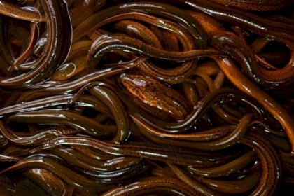 العثور على كائن مائي غريب بحديقة نيويورك.. وخبراء يراقبون