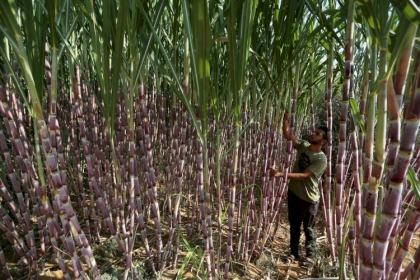 #صور من جمع قصب السكر في خانيونس جنوب قطاع غزة