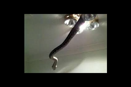 ثعبان يفاجئ رجلا في الحمام...صورة