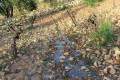 مستوطنون يسرقون ثمار زيتون ومعدات زراعية من أراضي قريوت جنوب نابلس