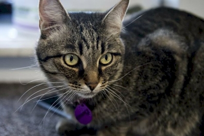 قط عراقي ينافس على جوائز السينما في مصر... صور