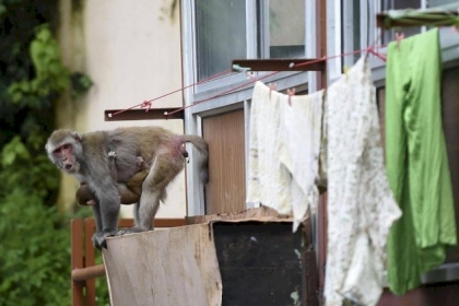 بالآلاف.. القردة "تحتل" مدينة هندية وتعيث فيها فساداالآلاف.. القردة "تحتل" مدينة هندية وتعيث فيها فسادا