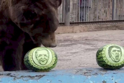 فيديو.. دب ونمر يتوقعان الفائز بانتخابات أميركا على طريقتهما