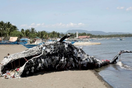 ظاهرة غامضة تحدث للمرة الثانية... 100 حوت "طيار" تظهر على سواحل سريلانكا... فيديو