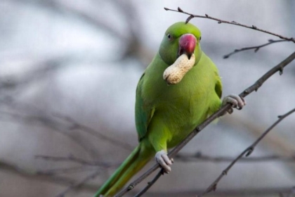 ببغاء ينقذ صاحبه من موت محقق