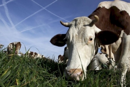 فضيحة في معمل للألبان.. الاستحمام في المكان الخطأ