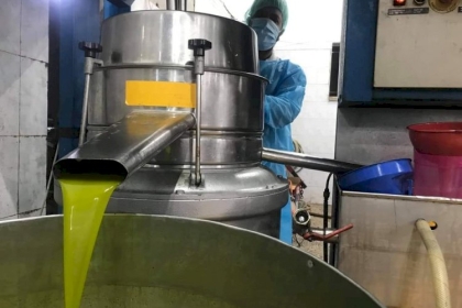 موسم الزيتون زينت الفلاحين في غزة