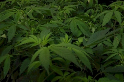 الشرطة  في بيت لحم تضبط مشتل مخدرات