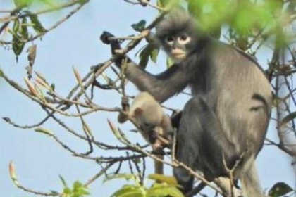 العلماء يكتشفون نوعا جديدا من القردة