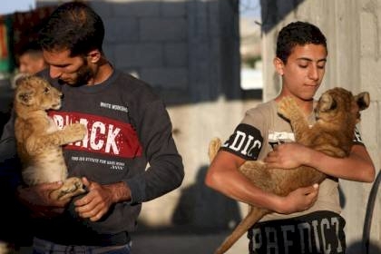 شاب غزي يُربي شبلي أسد على سطح منزله في بني سهيلا ويحلم باقتناء "دب"!