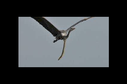 شاهد  ثعبانا يتدلى من معدة مالك الحزين في الجو!