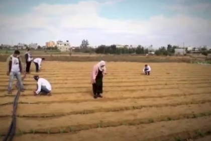 مجلس العمال في محافظة خانيونس ينفذ يوم تطوعي لدعم مبادرة زراعية لمجموعة من المبادرات الخريجات