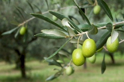 صرف منحة مالية لعشرات المزارعين في غزة