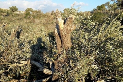 مستوطنون يقتلعون عشرات أشتال الزيتون في البقعة شرق الخليل