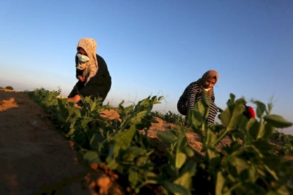الزراعة بغزة: تأخر الأمطار سيؤثر على الموسم ولم ندخل مرحلة الخطر بعد