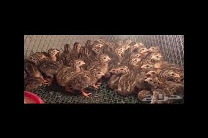 الخليل: ضبط 15 الف صوص حبش لاحم قادم من إسرائيل