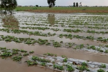 زراعة غزة:  أراضي بيت لاهيا لم تستوعبْ كمية الأمطار