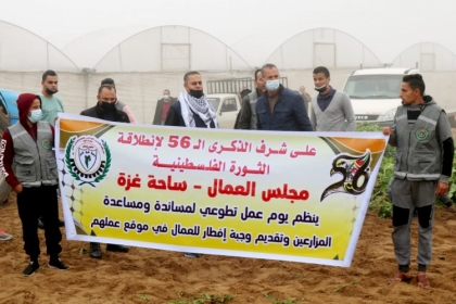 بالصور: مجلس العمال  ينفذ  فعالية تطوعية لمساعدة العمال في جني محصول البطاطا  في محافظة رفح