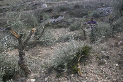 الخليل: مستوطنون يقتلعون أكثر من 100 شتلة زيتون شرق يطا