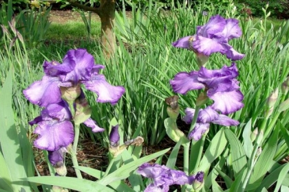 زهرة "السوسنة الملكية" تزين السفوح الشرقية لطوباس