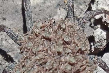 لقطة لأنثى عنكبوت ذئب تثير الذهول