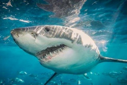 لأول مرة منذ نصف قرن.. قرش يفترس رجلا في "النهر"