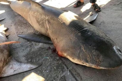 صور: اصطياد سمكة قرش تزن 200كجم في غزة