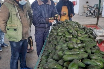 "شرطة البلديات" تضبط كمية من الأفوكادو والموز الفاسد برفح