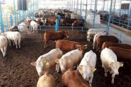 الزراعة: 15 ألف رأس من العجول و20 ألف من الأغنام متوفر في غزة