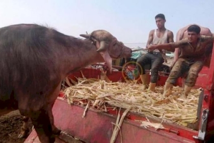 عجل يقتل شخصين ويُصيب آخرين في مصر