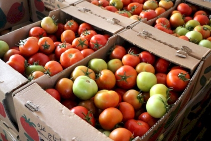 "الزراعة بغزة ": وقف تصدير البندورة للخارج بشكل مؤقت