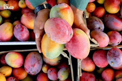 الزراعة بغزة: المساحات المزروعة بالمانجا تلبي 10% فقط من حاجة القطاع