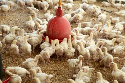 الزراعة برام الله: انخفاض جديد على أسعار الدواجن بعد شهر يونيو المقبل